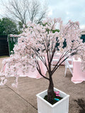 Pink Cherry Blossom Tree 6 FT