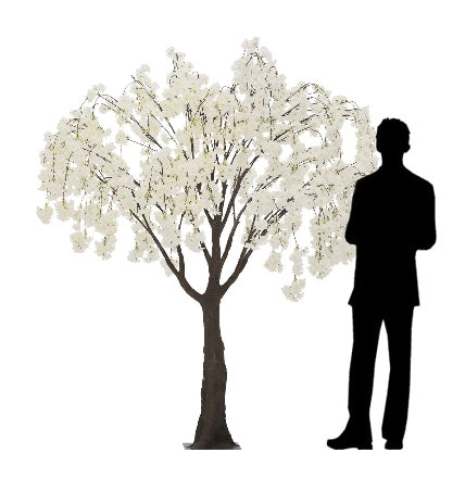 White Cherry Blossom Tree 6 FT