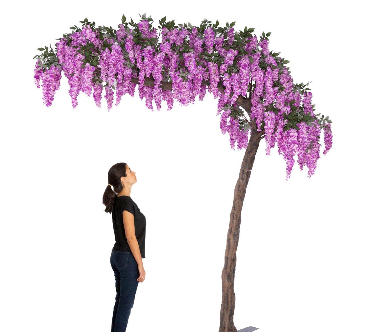 Purple Wisteria Tree 11 FT